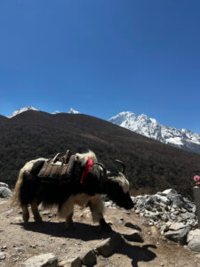 Yak con vật của những dãy himalaya